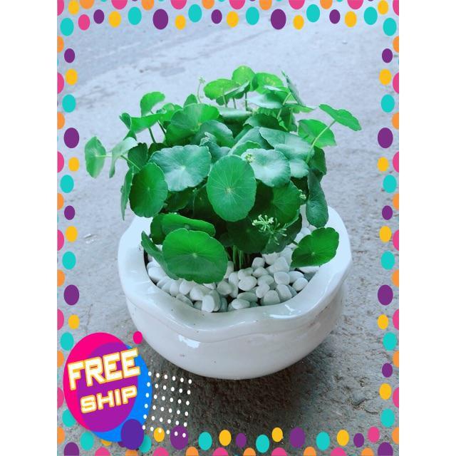 Chậu Cỏ Đồng Tiền