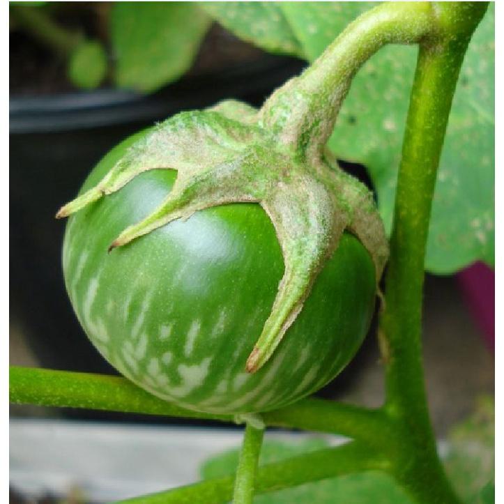 Hạt giống Cà da ếch dể trồng f1_gói 2gram-tặng kèm gói phân bón lót