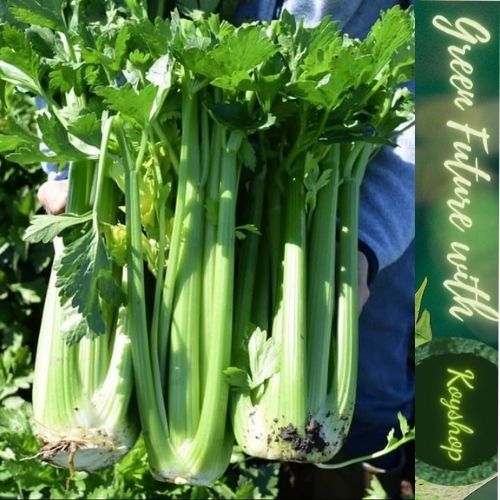 Hạt giống cần Tây Bẹ To - GIANT CELERY 326- Rạng Đông, Giống mới, Thân mập mạp, Cây Thẳng đứng, gọn gàng