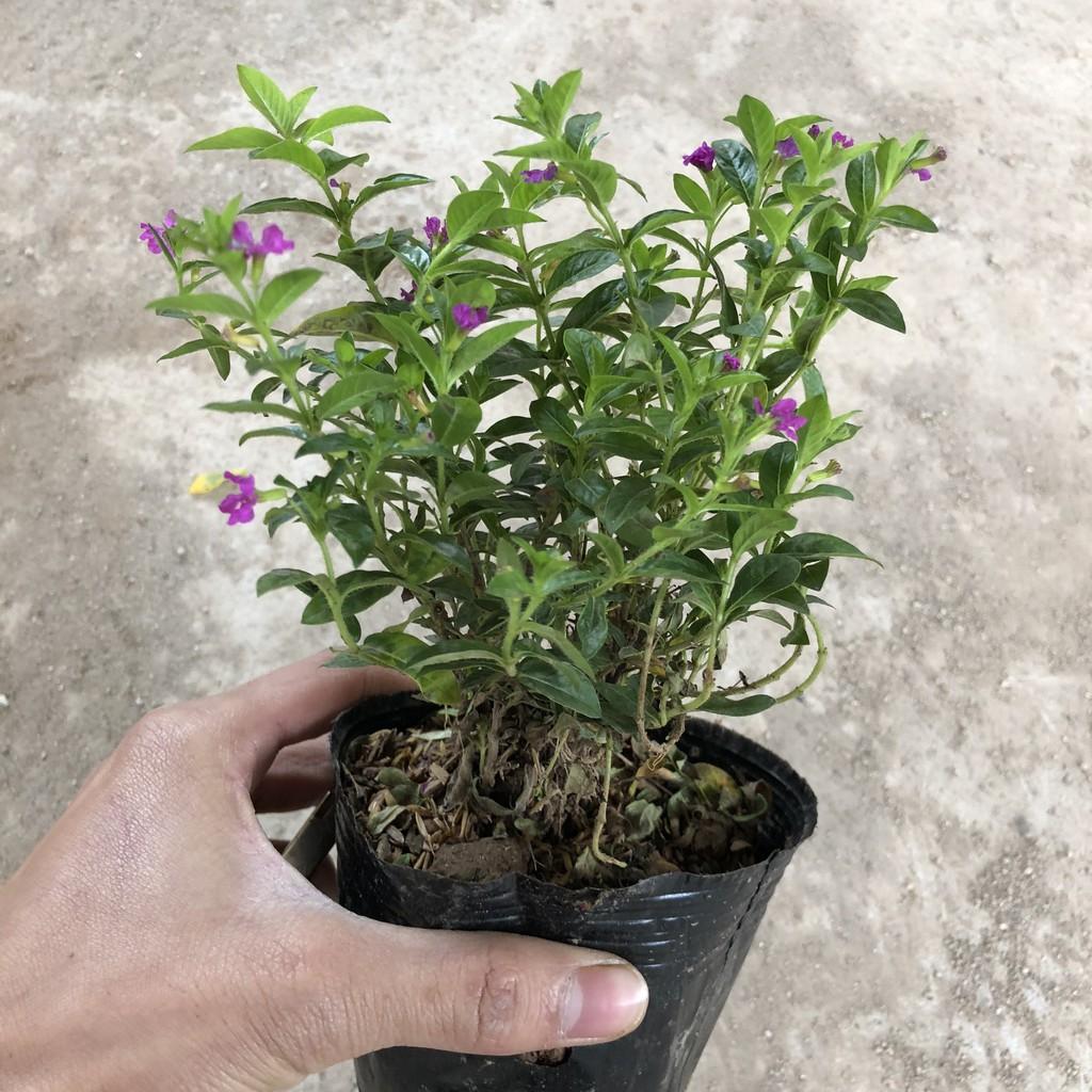 Cây cẩm tú mai cao 13-15cm, cây sống khỏe hoa nở đẹp dễ chăm sóc, thích hợp trang trí hàng rào lối đi