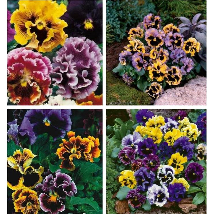 Hạt giống hoa pansy hoa cánh kép nhiều màu 50hạt/gói
