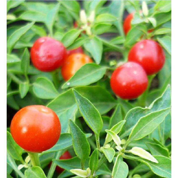 Hạt giống ớt kiểng quả tròn 30 hạt/gói