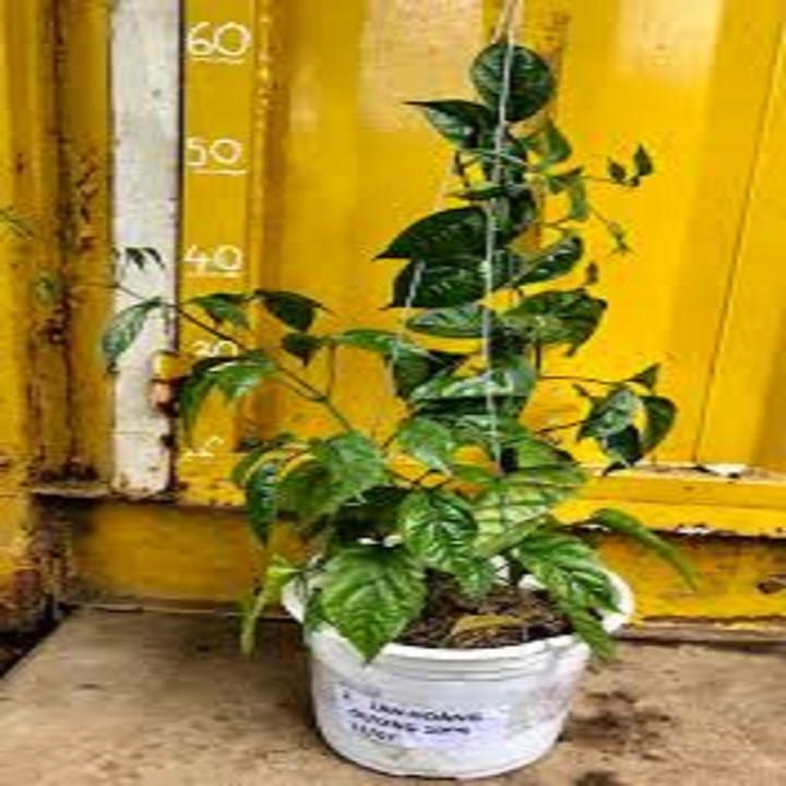 CÂY HOA LAN HOÀNG DƯƠNG