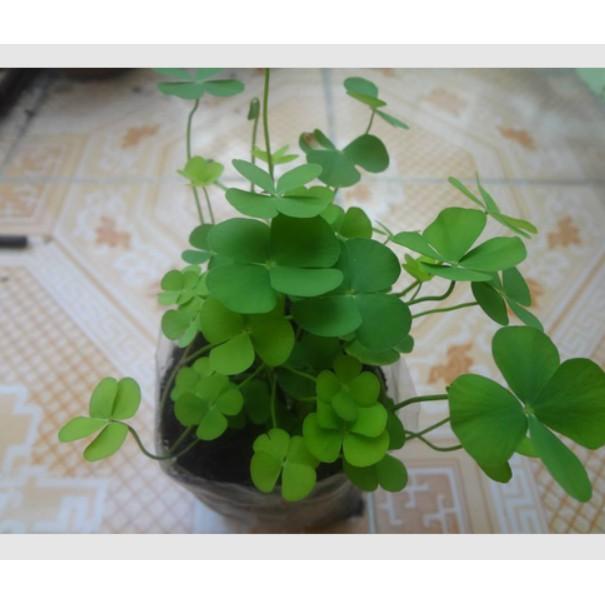 Gói 50 hạt giống cỏ ba lá siêu xinh dễ trồng