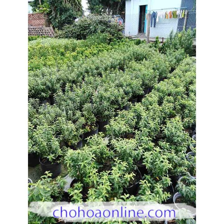 Cây Giống Ổi Sẻ