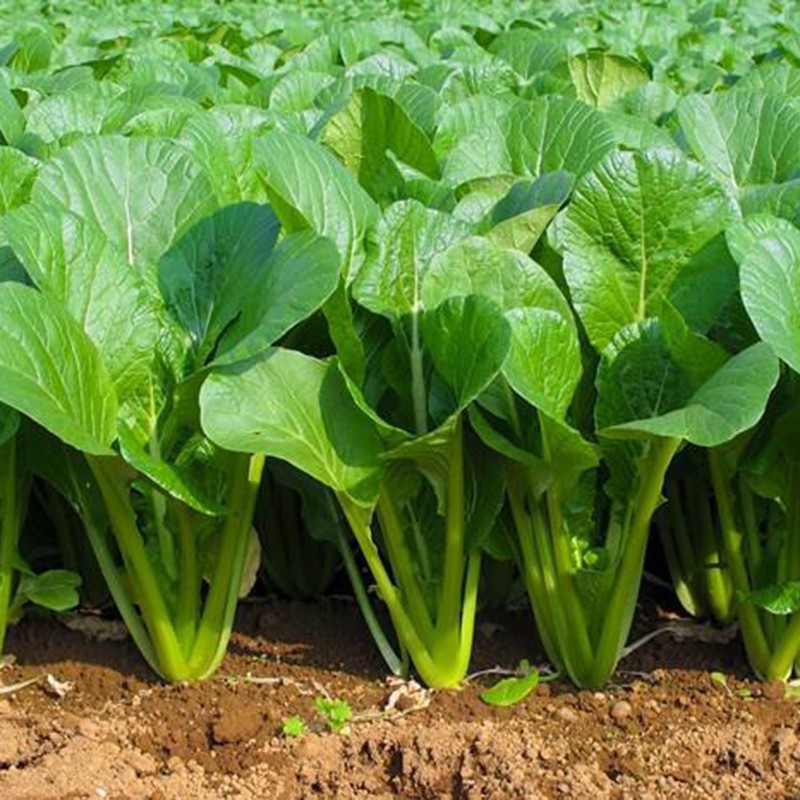 01 Gói Hạt Giống Cải Ngọt