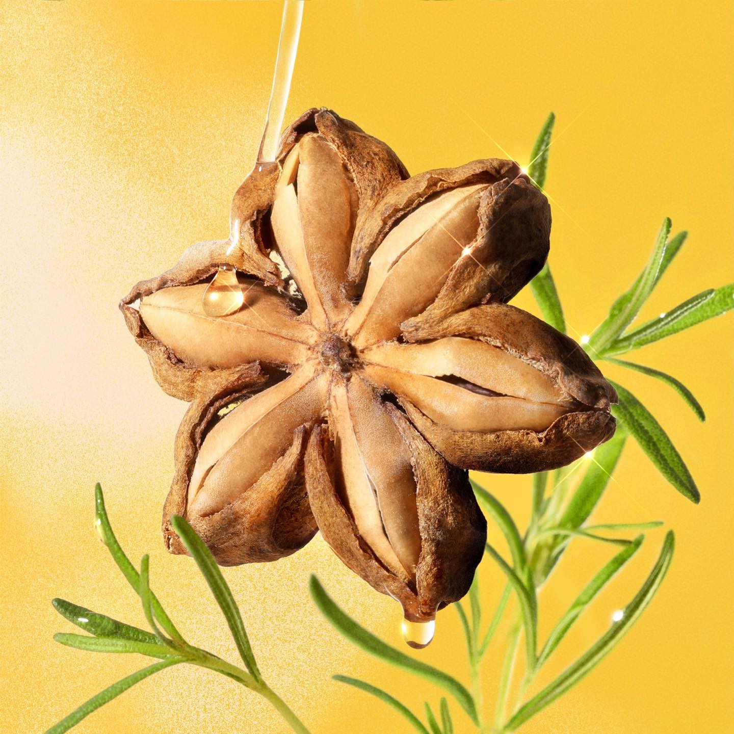 Combo 2 Chai Serum Sa-chi phục hồi tóc COCOON