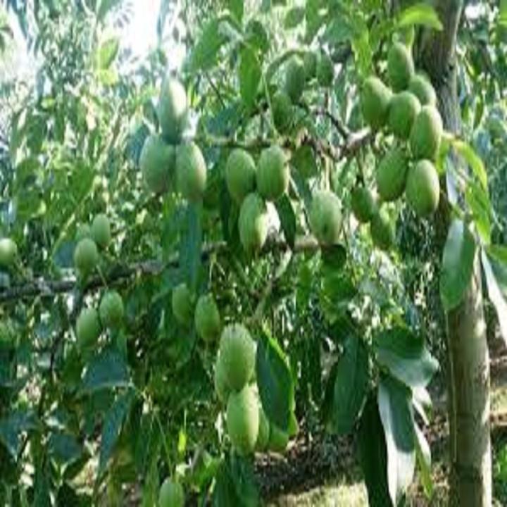 CÂY GIỐNG QUẢ ÓC CHÓ SIÊU QUẢ