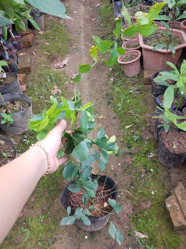 Cây việt quất chuẩn F1 giá rẻ - tặng cây chè xanh