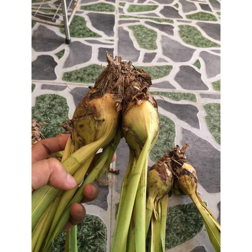 Củ giống hoa địa lan santo tím 1 củ