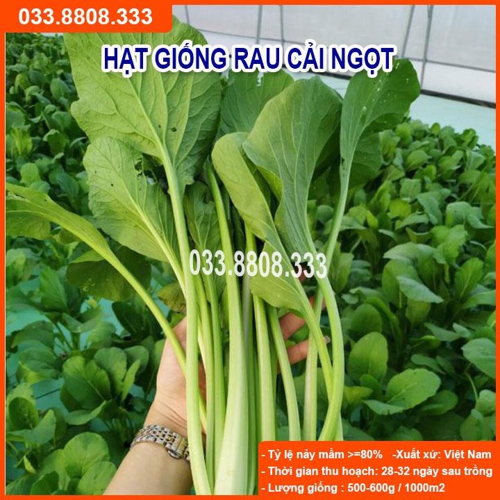 Hạt giống rau cải ngọt 20gram - rau trồng quanh năm