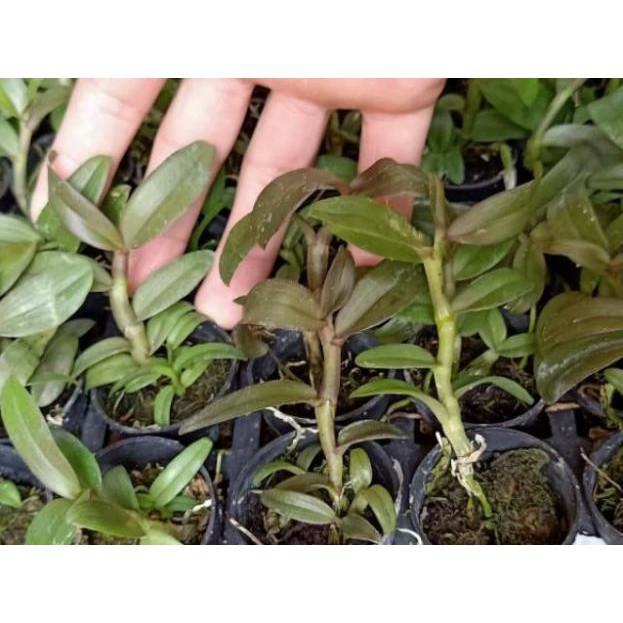 Sản Phẩm Hoa phong lan -com bo 2 chậu phi điệp ám mắt trâu