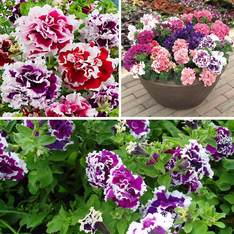 Hạt giống hoa dạ yến thảo kép viền nhiều màu - 10 hạt/gói