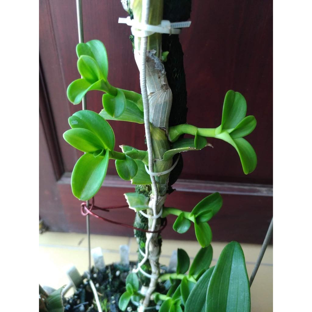 5 LOẠI : KEO LIỀN SẸO + CHẾ PHẨM & NANO HÙNG NGUYỄN + KÍCH DUY PRO XANH & ĐỎ