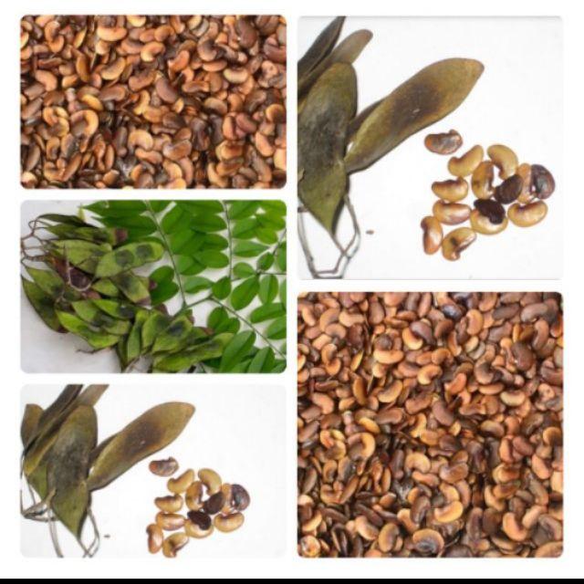 Hạt giống  cây xưa đỏ ,cây huỳnh đoàn,trắc thối ,huê-1 gói 20 hạt