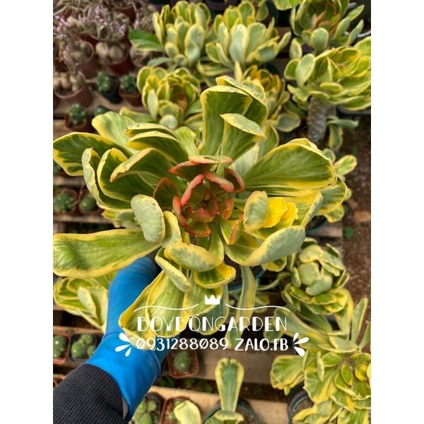 Cây mũ đục euphorbia var, kì lân var, poissonii_Ảnh thật
