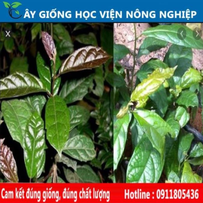Sản phẩm Cây Ăn Trái cây xạ đen cây giống chuẩn