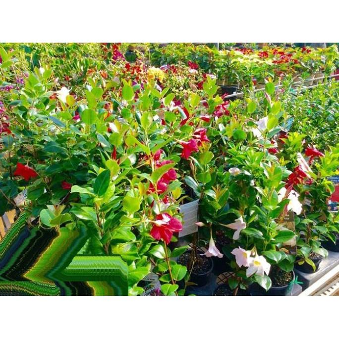 Cây hoa HỒNG ANH leo CÁNH KÉP hoa ĐỎ MÀU MẬN CHÍN siêu đẹp