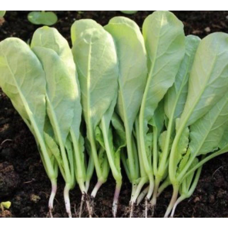 Hạt giống cải củ ăn lá gói 50g