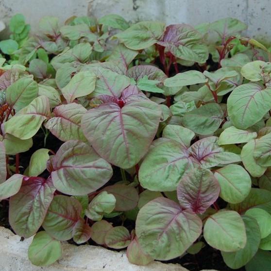 COMBO 2 gói hạt giống rau dền khoang cao sản