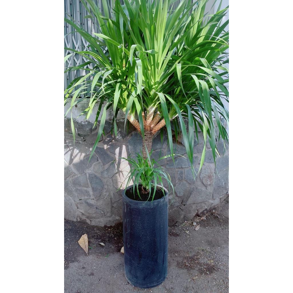 Chậu Cây Phát Tài Núi Lớn