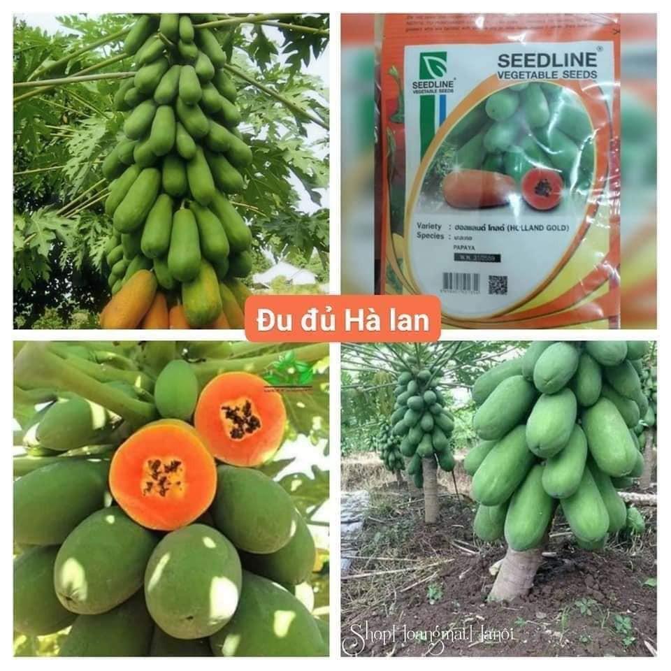 Hạt giống Đu Đủ Hà Lan Siêu Ngọt Seedline 20 hạt