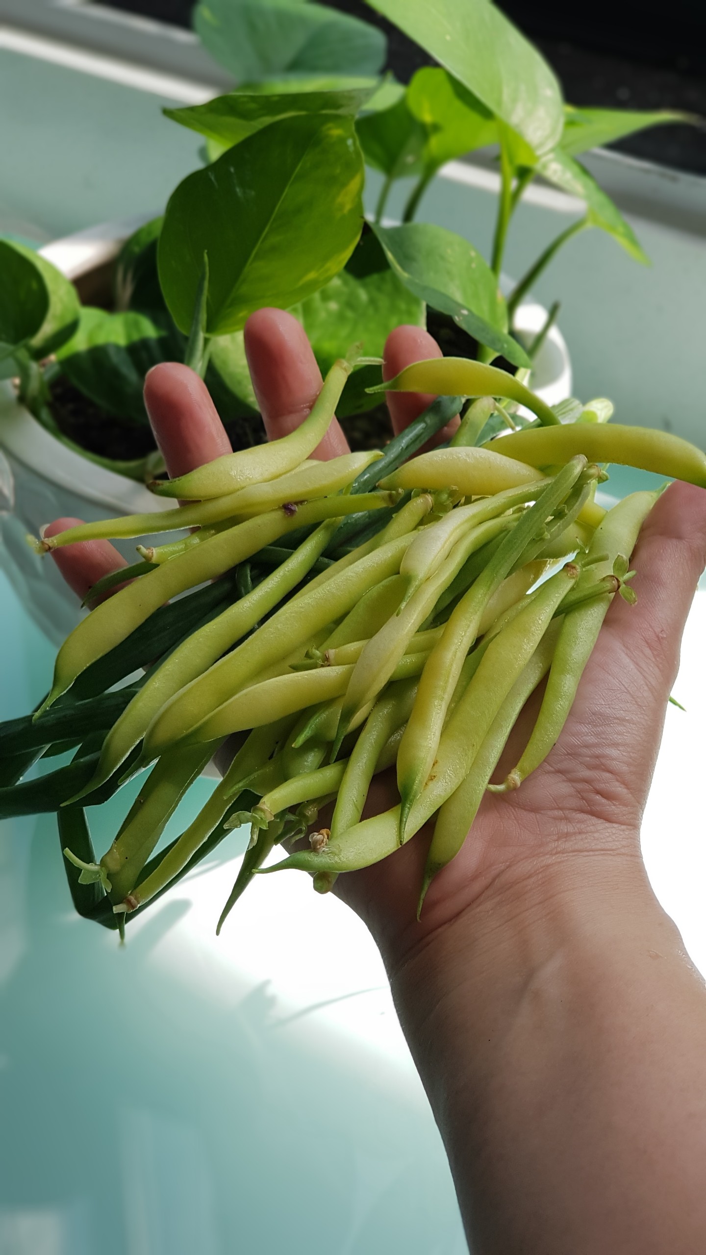 HẠT GIỐNG ĐẬU CÔ VE VÀNG DẠNG BỤI - PHÚ NÔNG