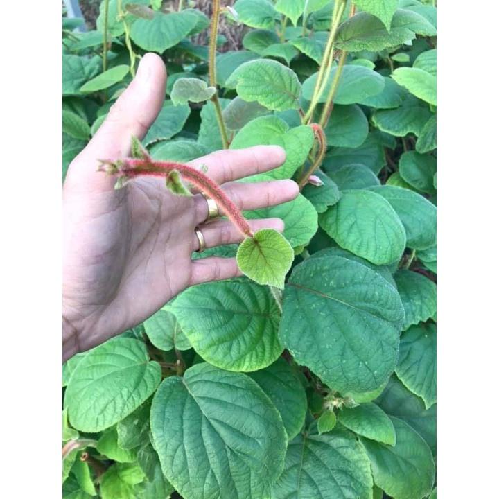 Cây giống kiwi xanh leo giàn -cây giống nhập khẩu