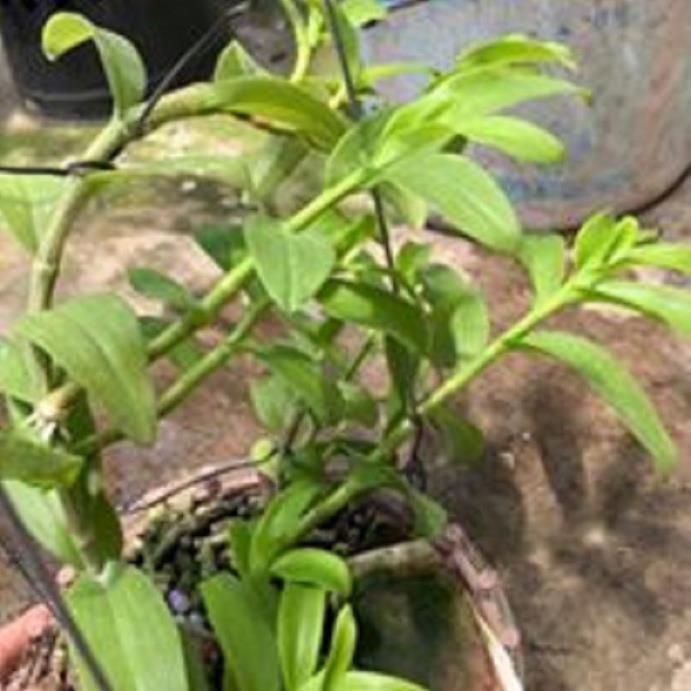 Hoa lan 5ct phủ trì