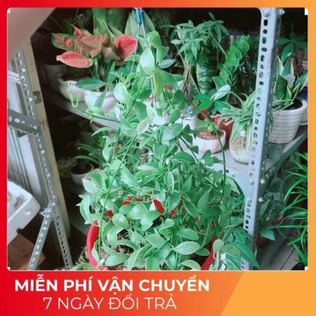 Chậu Cây Hạt Dưa