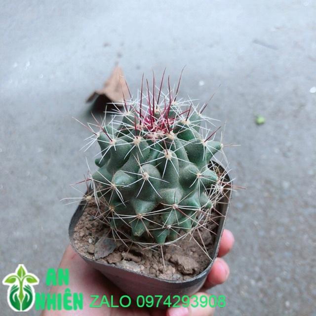 Xương Rồng