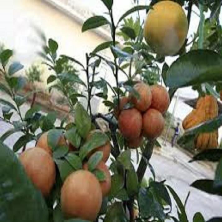 CÂY GIỐNG CHANH ĐÀO