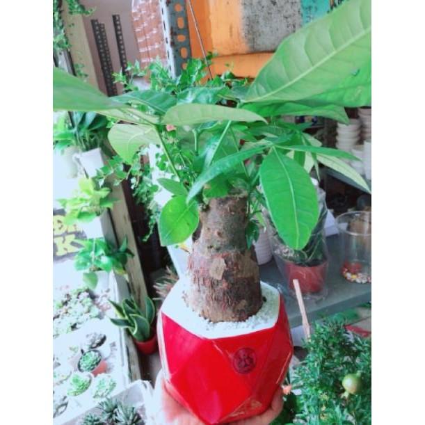 Chậu kim ngân chân voi kèm dĩa lót