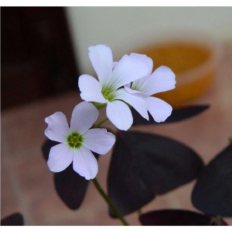 Comho 10 củ giống hoa b.ướm đêm