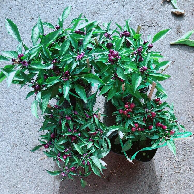 Bụi Ớt Tím Kiểng