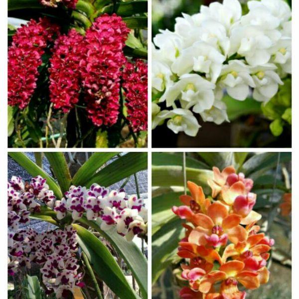 Hoa phong lan đai châu thái năm 3 cây cực đẹp