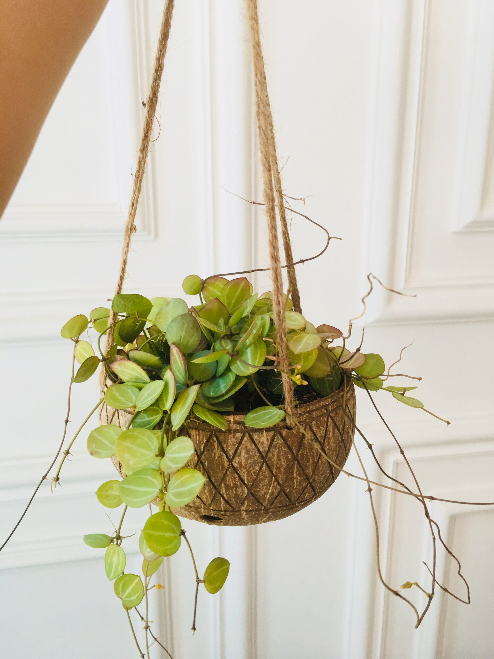 Combo 10 gáo dừa treo hoa văn viền đường kính 13-15cm, trồng lan, sen đá, xương rồng...