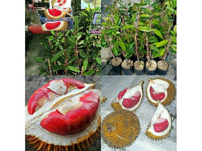 Combo 2 Cây SẦU RIÊNG RUỘT ĐỎ, cây giống mới to khỏe