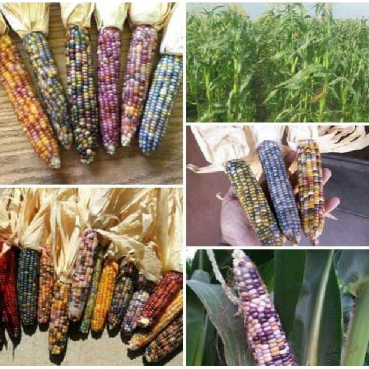 Hạt Giống Ngô nhiều gói 30 hạt-tặng kèm gói phân bón lót