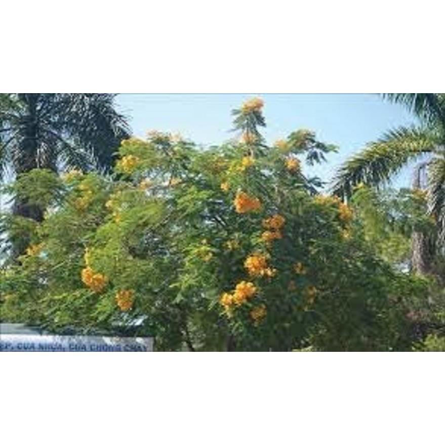COMBO 2 cây giống hoa phượng - hoa vàng- siêu đẹp- bền