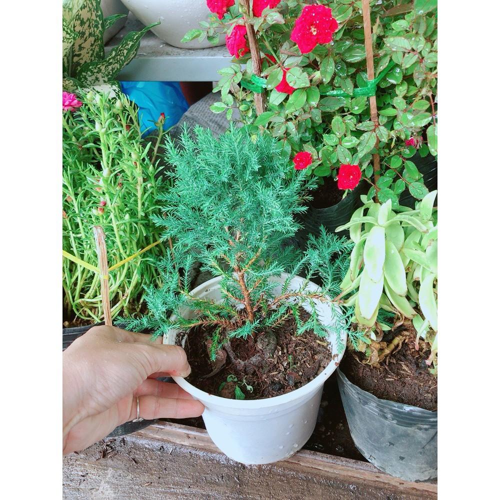 Cây Tùng Bồng Lai