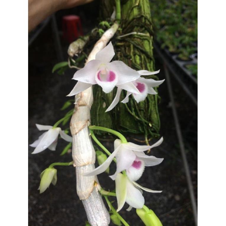 Hoa phong lan - trầm 5ct