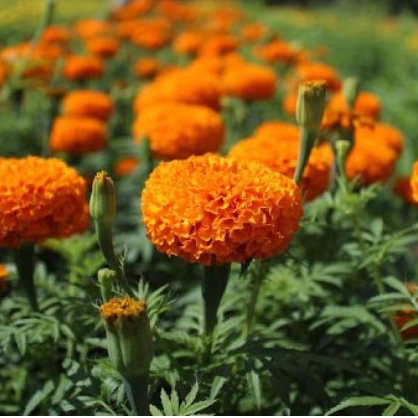 Hạt giống hoa Vạn Thọ đỏ cam Lở F1 - AGRI ORANGE 04M
