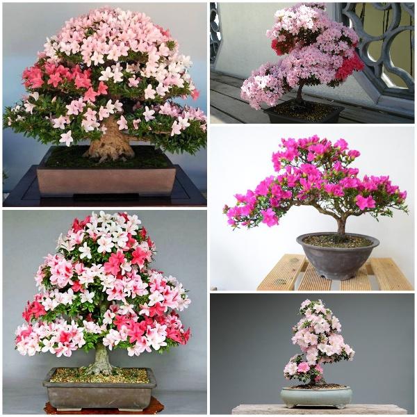 HẠT GIỐNG HOA ĐỖ QUYÊN NHIỀU MÀU- 30 HẠT/GÓI