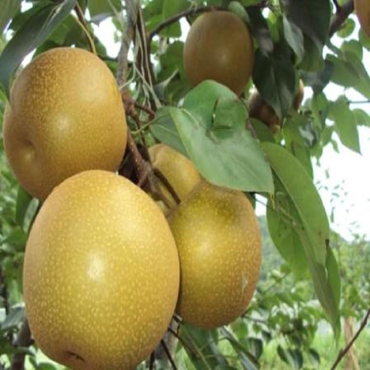 Cây giống Lê Nâu năng suất cao