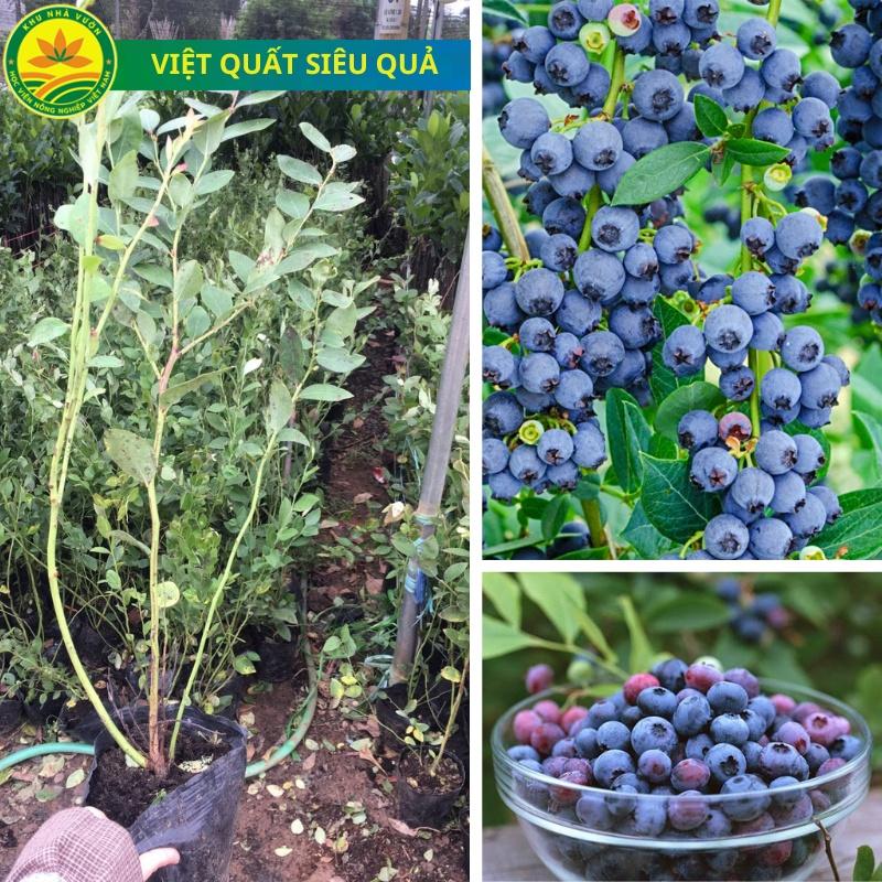 Cây giống việt quất lùn tứ quý, ra hoa, ra trái 4 mùa