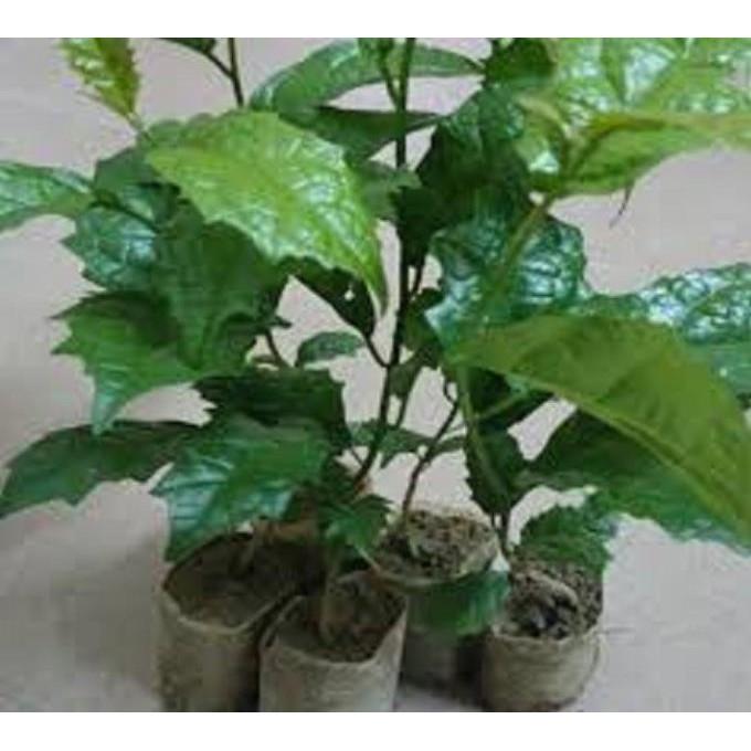 COMBO 2 CÂY XẠ ĐEN - cây giống gửi đi nguyên bầu