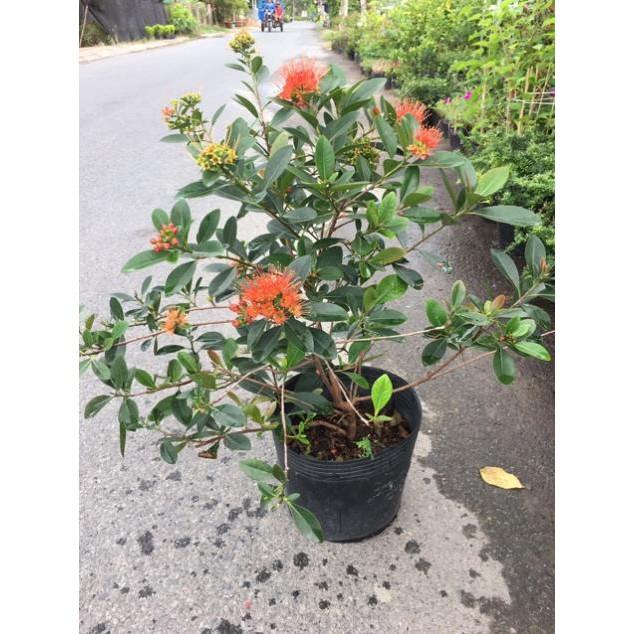 Cây mai thái siêu hoa