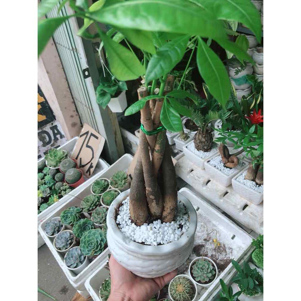 Chậu kim ngân thắt bím 5 thân Bán Chạy