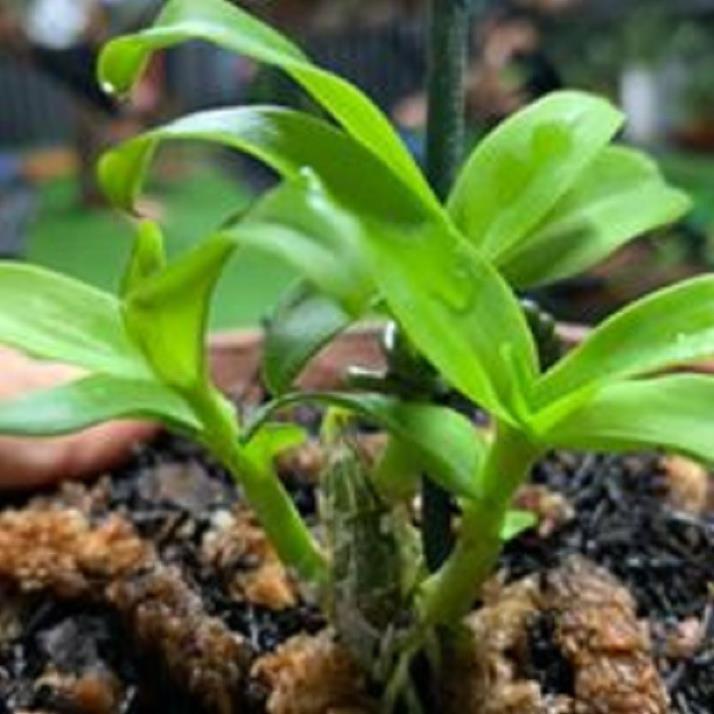 Hoa lan phi điệp - nữ hoàng 28